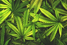 Marijuana - Criminal Attorney Denton County